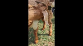 Handsome Goat Wearing Sunglasses