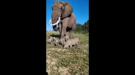 Gentle elephant tries not to step on warthog family eating around its feet