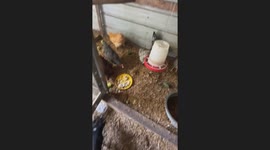 Little Chihuahua just wants to eat with the chickens, but the chickens don’t seem too thrilled