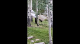 Bear Struggles to Get On Hammock