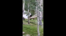 This Bear Just Wants to Take a Nap