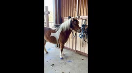 Mini Pony Loves the Breeze in His Hair