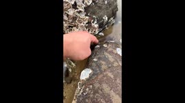 Puffer fish inflates as it's plucked out of water in Brazil