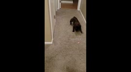 Watch Molly the French bulldog chase a laser pointer with feline finesse! Her energetic pursuit and playful antics turn this ordinary game into an irresistibly funny spectacle.