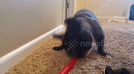 Watch Molly the French bulldog take on a vacuum hose with hilarious determination! Her spirited