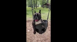 Molly the French bulldog swings with pure joy in a baby swing at the playground! Her ecstatic expressions and happy wiggles make for an adorable and heartwarming sight.