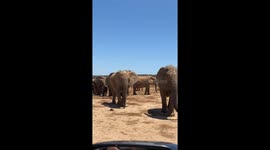 Experience the awe of a safari drive through Addo Elephant National Park, where you’ll encounter over 50 majestic elephants in their natural habitat. The sheer number and close-up views make for an unforgettable wildlife adventure.