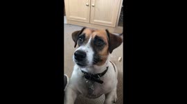 Watch this adorable Jack Russell Terrier chatter his teeth with eager anticipation while waiting for his toy! His enthusiastic and animated behavior is sure to bring a smile to your face.