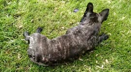 Molly the Frenchie has a blast playing with a bouncy ball in the grass, making adorable pig-like noises with every snort and grunt. Her playful sounds and joyful antics are irresistibly cute!