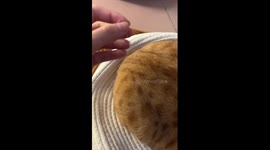 Sensitive cat reacts humorously to teasing in China