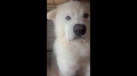 Pet owner confronts pet dogs about his destroyed clothes