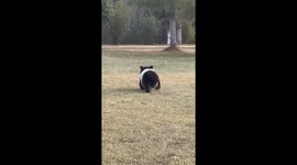 Little bear walks on grass with funny posture