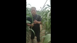 Unique colored corn from China