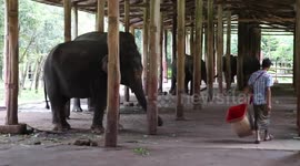 Rare twin elephants born in southern Myanmar