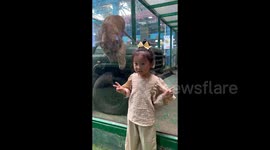 Little girl posing in front of zoo enclosure startled as lion taps on glass