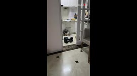 Cat’s possessed-like behavior creates kitchen mess and blocks access