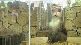 China: Celebrity Monkey at Qianlingshan Park Zoo in Guiyang