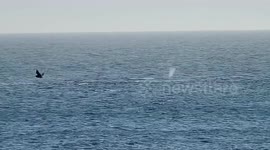 Rare Orca hunt seen near Farallon Islands in California