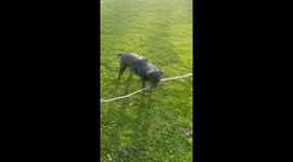 Stick stuck in ground causes 'Blue Staffordshire Bull' to tumble during a park visit