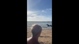 Horse escapes police in Sanlúcar de Barrameda, Spain
