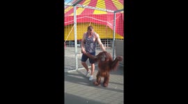 Workout in Pskov: primate joins exercise routine