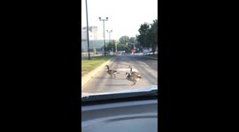 Ducks cause traffic delay in North York, Ontario