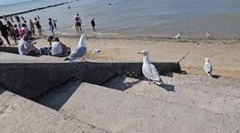 Seagull slides down concrete slope and flies off in Prestatyn, United Kingdom