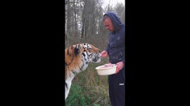 Man feeds and works out with tiger in Pskov, Russia
