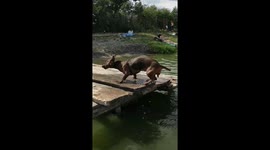Meet Rizza the dachshund who loves jumping into the sea