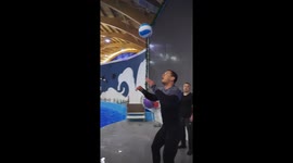 Dolphins play catch in Astana