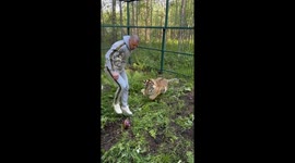 Tiger chases ball and jumps on man in Pskov, Russia