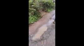 Elephant causes panic on Munnar road