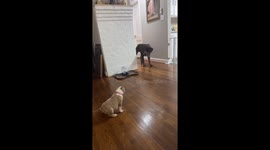 Two dogs playfully chase each other in Greensboro, North Carolina
