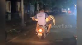 Pillion passenger carries crocodile on motorcycle in India