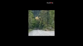 Protective mother bear fends off pesky male bear to safeguard her cubs