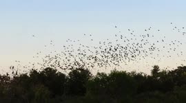 Thousands of Blackbirds began Swarming last night as the sun started to set.