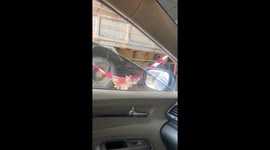 Pet cat chills in hammock between truck tyres