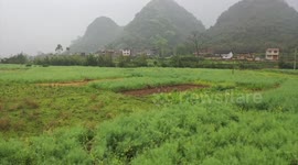 Sweet wormwood benefits growers, boosts industry in fight against malaria