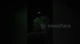 Forest department resqued a owl feathers got stuck in the 33 kv high tension wire in Central India