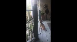 Jack has a deep howl for a little dog,