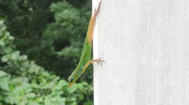 City wildlife: Lizard in Martinique, french island, Caribbean/Antilles/West Indies. 1 sept 2024