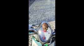Hop along! Toad rides to work on rider's motorcycle