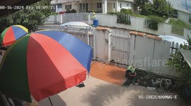 Clever pet dog opens garden gate to play outside
