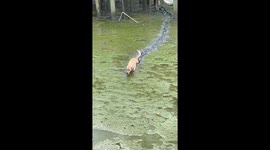 Pet dog wades through thick quicksand-like mud