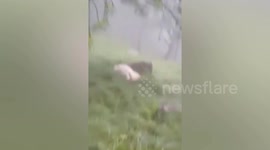 Lightning strike kills 30 goats in field in India