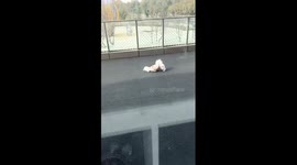 Bichon Frise pet dog pushes itself along ground on its tummy