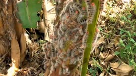 thousands of hairy caterer pests attack banana tree plants in trees in residential residents