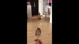 Chinese baby’s adorable crawling method delights viewers