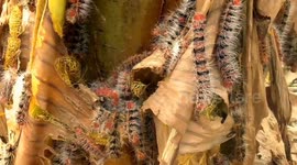 Indonesian farmers battle thousands of hairy caterpillars gnawing away at banana trees
