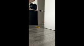Dog howls and barks along to Artem Pivovarov and Klavdiya Petrivna-Barabana song in Kyiv